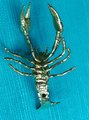 Gold solid brass lobster cabinet pull/Sea creature shaped door handle/beach themed drawer knob/brass furniture hardware/Crab shaped handle