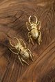 Gold Stag Beetle knob/Bug shaped Cabinet drawer pull/insect shaped door Handle/gold drawer pull/unique door handle/drinks cabinet handle