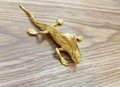 Gold lizard drawer handle/Brass bearded dragon door handle/unique drawer pull/Lizard cabinet handle/Gold reptile drawer knob/Geko door pull