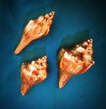 Gold solid brass conch shell cabinet pull/Seashell shaped door handle/beach themed drawer knob/brass furniture hardware/sea shell handle