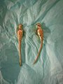 Small solid brass parrot cabinet pull/Gold bird shaped door handle/Parakeet bird design drawer pull/Unique gold brass furniture hardware