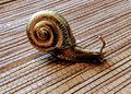 Gold Garden Snail Cabinet Pull/Snail shaped solid brass door handle/Snail drawer pull/Quirky door knob/ DIY brass Furniture hardware