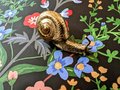 Gold Garden Snail Cabinet Pull/Snail shaped solid brass door handle/Snail drawer pull/Quirky door knob/ DIY brass Furniture hardware