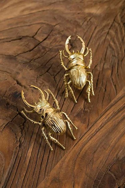 Gold Stag Beetle knob/Bug shaped Cabinet drawer pull/insect shaped door Handle/gold drawer pull/unique door handle/drinks cabinet handle